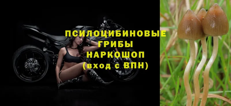 Псилоцибиновые грибы Psilocybe  Велиж 